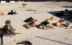 Marokkaanse bedreigd door zwerfhonden dient klacht in