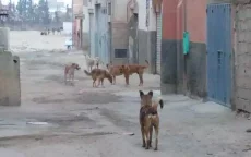 Bejaarde man door zwerfhonden doodgebeten in Marokko