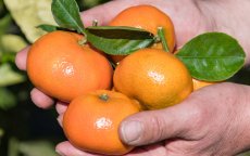 Koninklijke familie Marokko casht met Spaanse mandarijnen 