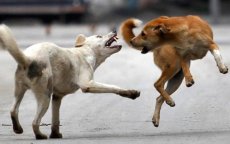 Marrakech: man sterft aan hartstilstand na aanval door zwerfhond