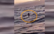 Zeilboot op weg naar race redt Marokkaanse migrant (video)