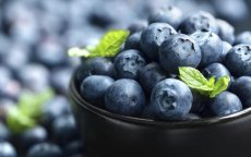 Marokkaanse blauwe bessen scoren ongekend succes in de VS