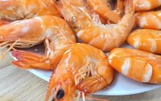 Spanje verbiedt Marokkaanse garnalen