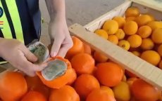Politie betrapt Marokkanen met 1500 kilo hasj in nep sinaasappelen