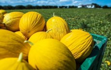 Verboden pesticides gevonden in Marokkaanse meloenen in Spanje