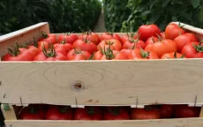 Marokkaanse tomaat: Spaanse producenten onder druk