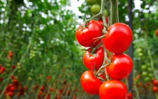 Marokkaanse tomaten getroffen door verwoestend virus