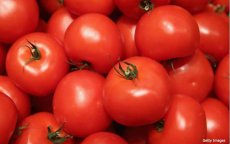 Russen mijden Marokkaanse tomaten