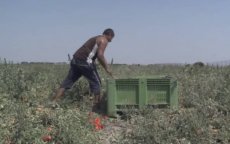 Marokkanen slachtoffer arbeidsuitbuiting in Spanje