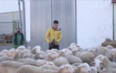 Marokkaanse migranten worden veefokkers in Spanje