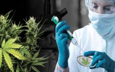 Israëlische investeerders tonen interesse in Marokkaanse cannabisindustrie