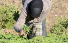 Drugsaanpak Marokko werkt: illegale teelt daalt met 85%
