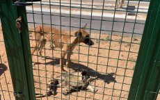 Marokko geschokt door video's van dierenmishandeling door tieners