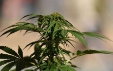 Wet cannabisproductie in Marokko moet dringend worden uitgevoerd