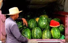 Watermeloen vs droogte: Marokko's dilemma