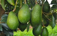 Groen goud uit Marokko: export breekt alle records