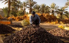 Één op drie dadels in Marokko is Egyptisch