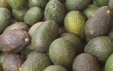 Marokko 11e avocadoproducent wereldwijd