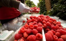 Marokko breekt exportrecord frambozen