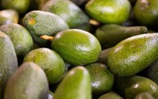 Marokko: record avocado-export, maar aan welke prijs?