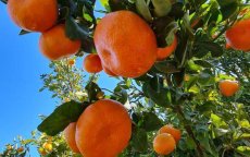 Zorgwekkende daling Marokkaanse fruitexport naar Rusland