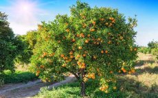 Marokko exporteert jaarlijks 45.000 ton citrusvruchten naar VS