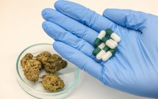 Marokko maakt historische stap met cannabis-export