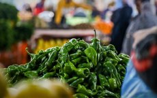 Marokko verdrievoudigt paprika-export naar Spanje 