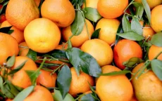 Recordafname export Marokkaanse sinaasappelen
