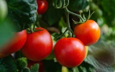 Marokko klopt Spanje in tomatenoorlog