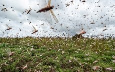 Sprinkhanenplaag: Marokko in gevaar