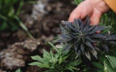 Harde aanpak: Marokko trekt 111 cannabislicenties direct in