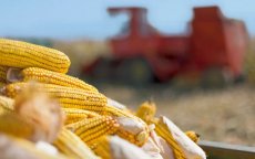 Marokko ontvangt 72.000 ton Amerikaans maïs in week tijd