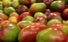 Marokko importeert ruim 12.000 ton mango