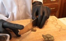 Legale cannabis in Marokko "niet om coffeeshops te openen!"