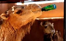 Marokko in greep nieuwe hittegolf: tot 47°C