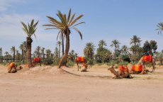 Palmentuin Marrakech sterft