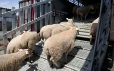 Marokko importeert schapen uit Roemenië