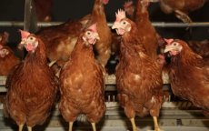 Marokko stopt per direct import Braziliaans pluimvee