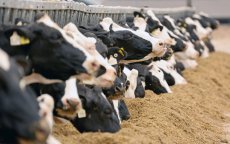 Marokko beslist importstop runderen uit Spanje