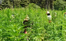 Winterweer zet Marokkaanse cannabissector on hold 