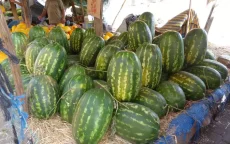 Boeren in Marokko wachten op groen licht voor watermeloen