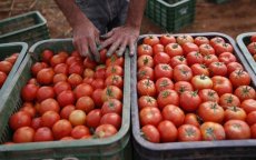 Marokko tweede leverancier van tomaten aan EU na Nederland