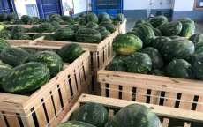 Export watermeloenen naar EU, Marokko verliest