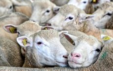 Eid ul-Adha: Marokko neemt belangrijke beslissing