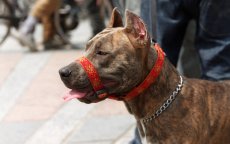 Marokko overspoeld door verboden honden