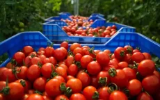 Marokko stormt wereldtop binnen als tomatenexporteur