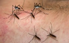 Marrakech geteisterd door muggeninvasie (video)