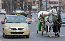 Marrakech trekt tientallen rijvergunning taxichauffeurs in