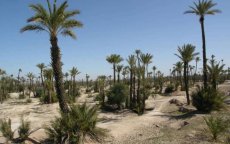 Marrakech verliest geleidelijk zijn palmbomen